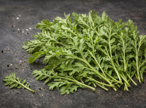 Nature et Saveurs - Ferme Aquaponique et Permacole Astérienne - Jeunes feuilles de Chrysanthème des moissons — Intensité végétal