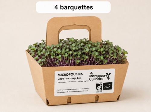 Ma Micropousse culinaire - Micro-pousses bio de chou-rave rouge (Red Kohlrabi) – 8 barquettes