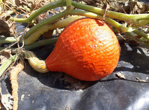 Ferme de Cernunnos - Lot de Potimarrons bio - 10 kg