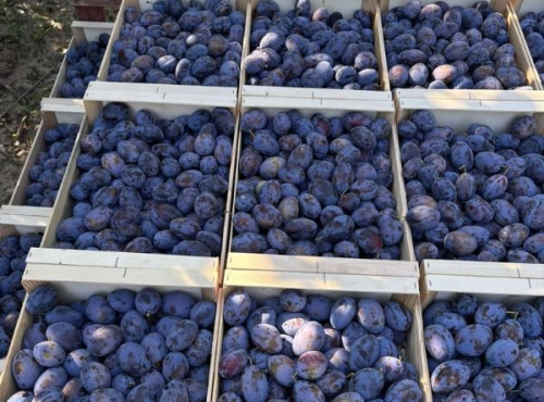 Vergers des brunots - Prune "Stanley" 5kg