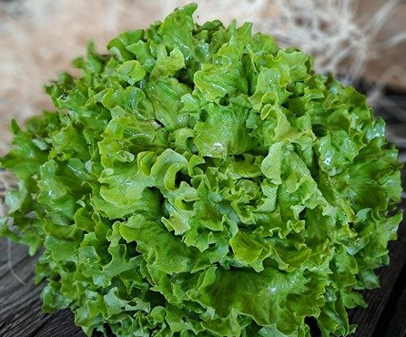 Les Jardins de Gérard - Salade Batavia Bio - Lot de 2