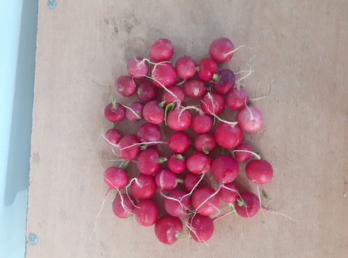 Le Châtaignier - radis sans fane