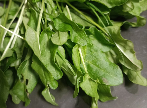 Rébecca les Jolies Fleurs - Oseille sauvage