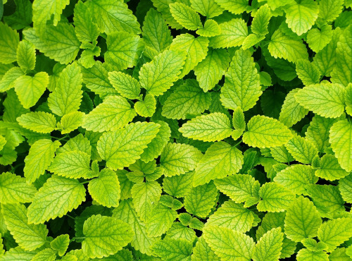 Nature et Saveurs - Ferme Aquaponique et Permacole Astérienne - Mélisse citronnée — Bouquet frais