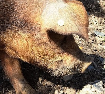 La ferme de Pouticayre - [Précommande] Tête de porc entière plein air de montagne-crus