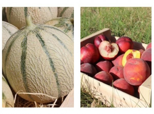 Domaine Reverchon - 5kg de melons + 5kg de pêches jaunes