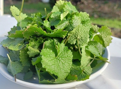 Rébecca les Jolies Fleurs - Herbes fraiches : alliaire