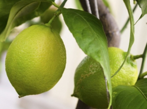 Maréchal Fraicheur - Citrons BIO - 1 kg