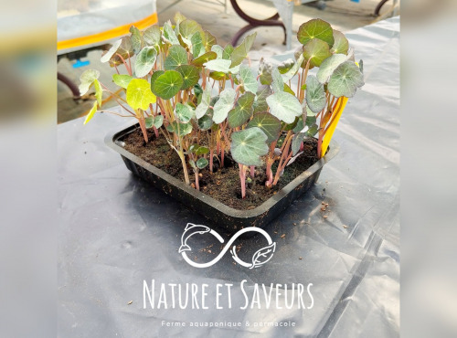 Nature et Saveurs - Ferme Aquaponique et Permacole Astérienne - Micropousses de capucine coupées - 60g