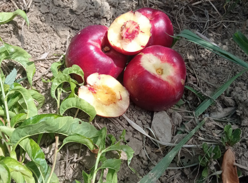 Massot Delphine et Garrigue Marc - Nectarine blanche BIO du Roussillon