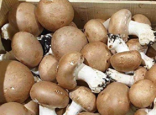 La Carrière du Bienheureux - Champignons de Paris Bio - 500g