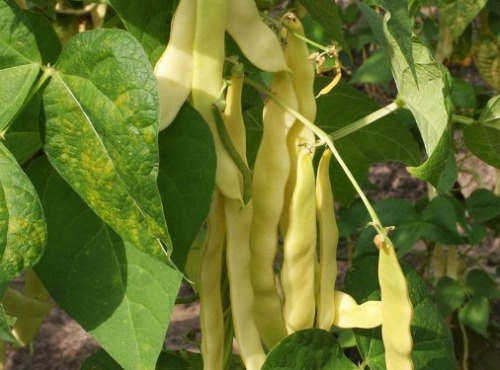 Nature et Saveurs - Ferme Aquaponique et Permacole Astérienne - Haricot plat beurre – douceur et croquant en or clair