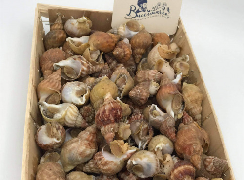 Buccimarée Producteurs Associés - Bulot Vivant Frais - 500g