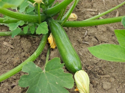 Les Jardins de Mondpa - courgette longue