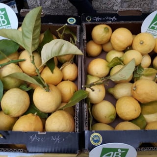 Le Jardin des Antipodes - Citron De Menton Igp Bio 5kg