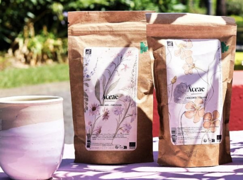 Chicorée Aceae - Pack Grains & Infusion – L’authentique de la Chicorée