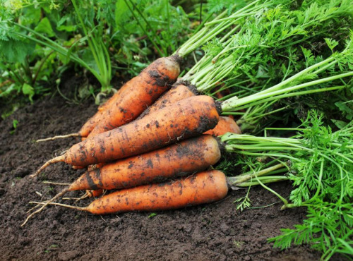 ChâteauFer - Carotte Vrac