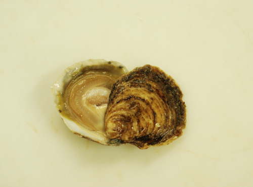 Thaëron - Huitre plate N°1 - 25 pièces