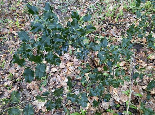 Des Poules et des Vignes à Bourgueil - Branches  de houx