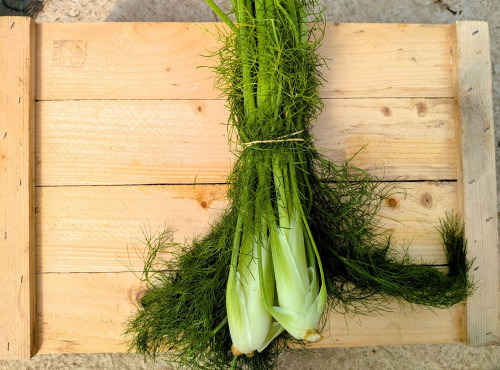 Nature et Saveurs - Ferme Aquaponique et Permacole Astérienne - Fenouil Nouveau - 1,5kg