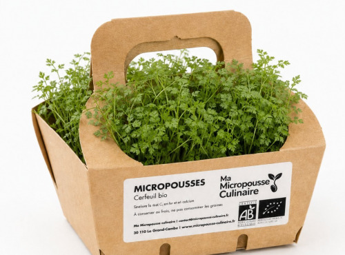 Ma Micropousse culinaire - Micro-pousses de cerfeuil bio – 16 barquettes