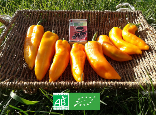 LES JARDINS DE KARINE - Poivrons oranges - 500g