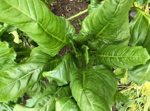 ChâteauFer - Erbette botte 600g