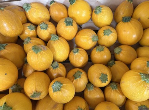 Maison Quéméner - Courgette ronde jaune - Lot de 2 pièces (environ 600 g)