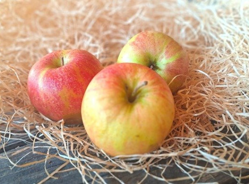 Les Jardins de Gérard - Pomme Pinova Bio - 3 kg