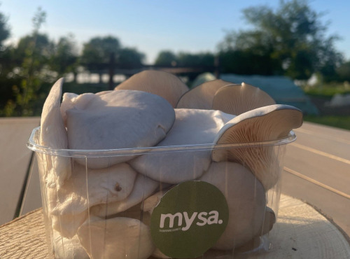 Mysa - Pleurotes grises 450g