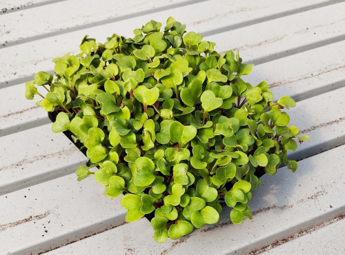 Nature et Saveurs - Ferme Aquaponique et Permacole Astérienne - Micropousses de radis vert coupées - 40g