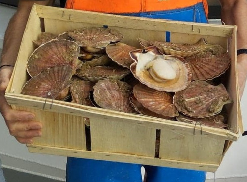 Armement Thaïs Léo - Coquille Saint Jacques Bretonnes - 12kg