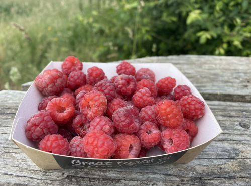 Ferme Sinsac - framboises fraiches