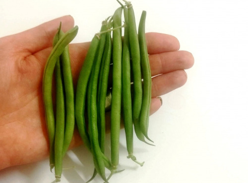 Nature et Saveurs - Ferme Aquaponique et Permacole Astérienne - Haricots Verts Extra Fins Sans Fil