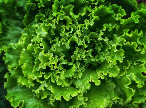 La Ferme d'Artaud - Salade batavia X3