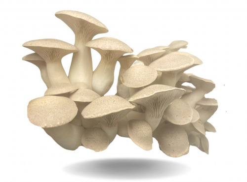 Naturélium - Le pleurote du panicaut 1,5kg