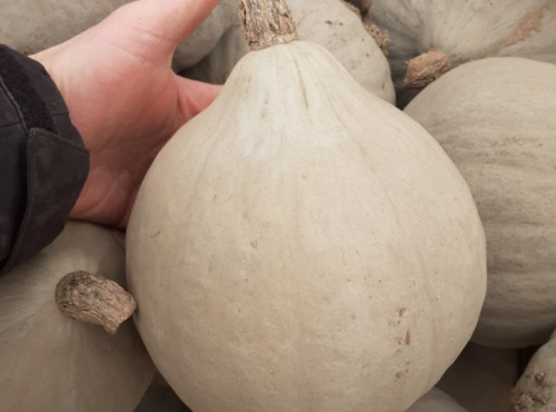 Multiproductions - Cédric Joliveau - Courge Potimarron Blue Ballet 1,5 Kg