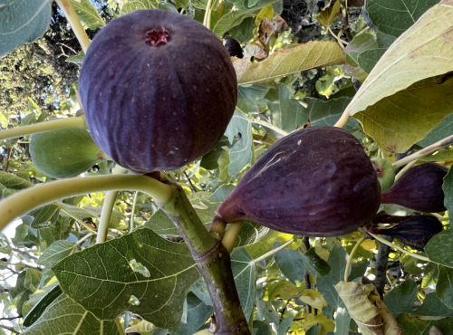 Domaine Reverchon - Figue noir du Vaucluse 1kg