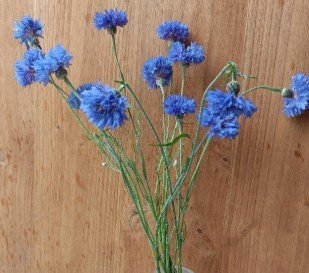 Rébecca les Jolies Fleurs - 300 fleurs de bleuet avec tiges couleur bleu