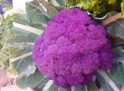 Le Châtaignier - chou fleur violet