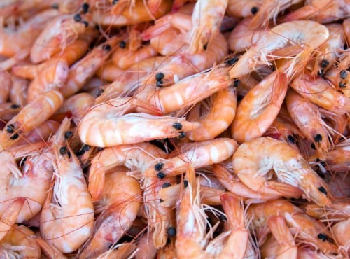 Opale Vivier - Crevettes roses cuites Equateur - 2kg