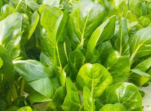 Nature et Saveurs - Ferme Aquaponique et Permacole Astérienne - Blette Blanche Jessica