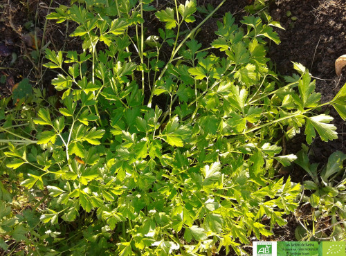 LES JARDINS DE KARINE - Persil plat surgelé - 50g
