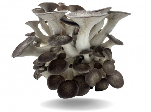 Naturélium - Le black pearl 2kg