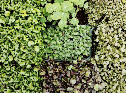 Nature et Saveurs - Ferme Aquaponique et Permacole Astérienne - Trio de micropousses coupées – fraîcheur prête à dresser