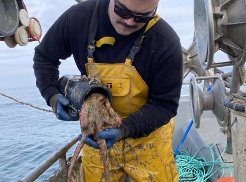 Pêcheur Toni  Micheau - lot de Poulpe Roc De Méditerranée - Entier - 10kg