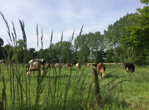 Gourmets de l'Ouest - Tomme fermière au lait cru