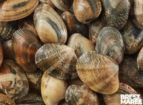 Brest Marée - Palourdes Grises de Bretagne - 500g
