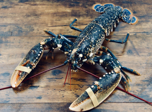 La Paysanne des Mers - Homard vivant - 1kg