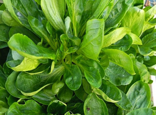 Aux Jardins des Colibris - 200g de Mache fraiche Bio